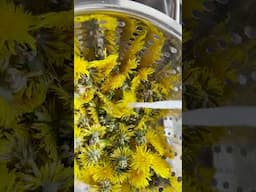 How To Make Dandelion Oil #ablossominglife #cleanbeauty #homemadeskincare #foraging #dandelions