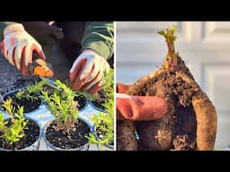 Cutting Back Lavender Potting Up Dahlias & Hydrangea Project Updates | Budget Gardening