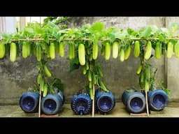 Unbelievable! Growing Cucumbers in Plastic Bottles Gave So Many Fruits!