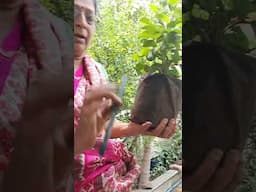 झाडे लावा...झाडे जगवा... वटपौर्णिमा निमित्त