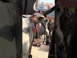यमुना गौ माता कैसे परिक्रमा करने वाले को देख रही है