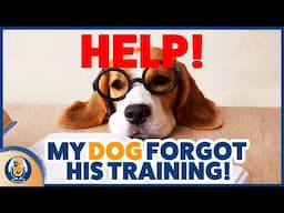 Not Seeing Results In Dog Training? Why Layers Of Learning Lead To Real World Success #307 #podcast
