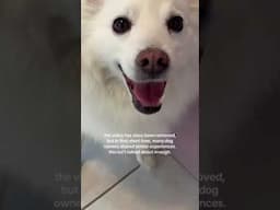 Stop giving your dogs hard chew toys 🥺 #dogownerlife #dogsoftiktok #americaneskimo #vetbills