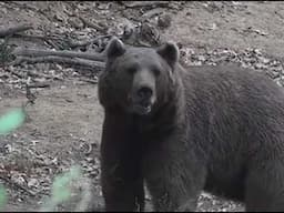 Laurence Gordon's Grueling Grizzly Bear Attack At Glacier National Park