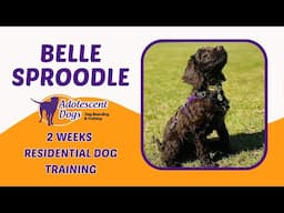 Belle the Sproodle Puppy | 2 Weeks Residential Dog Training