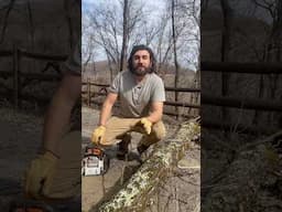 Crazy wind storm knocked down a bunch of trees so we’re using them to grow shiitake mushrooms!
