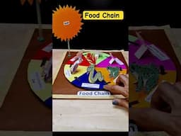 Food chain working model/school project #foodchain #viralshort