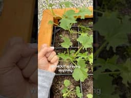 How to Get Rid of ALL THE PESTS in Your Garden! 🐛