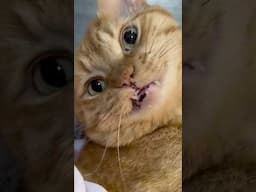 love his snaggletooth