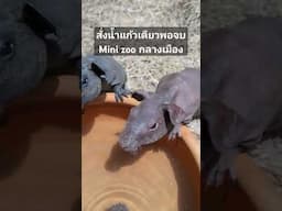 สั่งแค่น้ำแก้วเดียวก็ สามารถเข้า Mini Zoo กลางเมืองได้เลย #jerhigh  #animals #news #pets