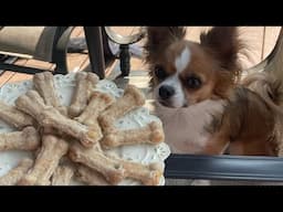 Cheesy chicken and cheese parsley biscuits! Easy dog cookie recipe