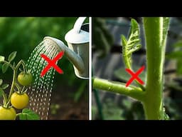 10 Tomato Growing Mistakes - How to Avoid or Fix Them...How to Grow Tomatoes.
