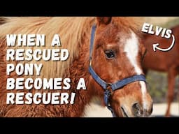 WAS HE SENT HERE FOR A REASON? Meet Elvis our New Rescue - Tenerife Horse Rescue
