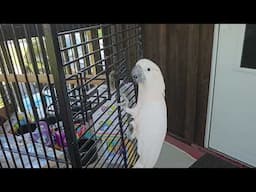 Cockatoo Cage Inspection
