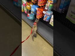 Simon the shopping ferret walking through a pet store! 😊#ferrets #leashtraining #enrichment