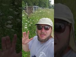 My whole field is hemlock! #poison #foraging #offgridliving #offgridlife #farm #farmlife #homestead