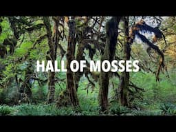Hall of Mosses Trail Full Loop Walk IN 4K- Olympic National Park, WA