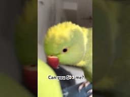 Time for Mommy to upgrade 😂#talkingparot #birds #shorts #cute