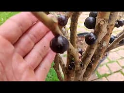 Como fazer para Abelhas Arapuá cachorro não comer sua jabuticaba FÁCIL, RÁPIDO e 1000% funcional!!!