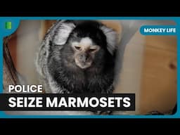 Exotic Animal Confiscation in UK Home | Monkey Life | Documentary