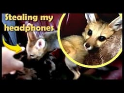 Raising Pedro (Pet Cape Fox): House manners