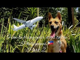 HOW TO BRING YOUR DOGS TO PHILIPPINES FROM USA PART II | MOST ASKED QUESTIONS | TONETTE FOURNET