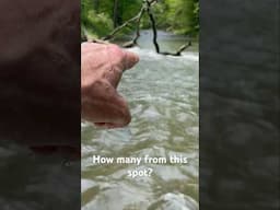 How many came from this spot?? #euronymphing #trout #flyfishing #troutfishing #browntrout