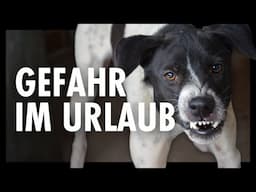 Straßenhunde im Urlaub – kaum einer ist vorbereitet Episode 13