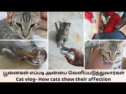 பூனைகள் எப்படி அன்பை வெளிப்படுத்துவார்கள் 😍 Catvlog - How cats show their affection