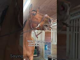 🐴: "Now, why would you say THAT..." 🤣  #Horses #Funny #HorseLovers