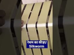 Silk farming, रेशम की खेती कैसे करें, Silkworm farming, Shorts, #silkfarming