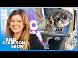Kelly Clarkson Meets The Coolest Shih Tzu On The Internet