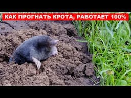 Лучший природный СПОСОБ, как прогнать кротов с участка