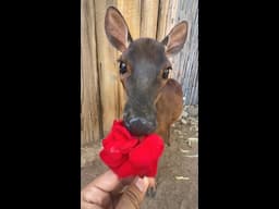 Red Brocket Deer Eating a Flower