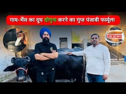 गाय भैंस का दूध बढ़ाने का सस्ता व आसान फार्मूला| Maha laxmi dairy farm Punjab 2025