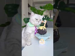 The cat shook the can and made an incredible ice cream. #catcookingfood #catofyoutube
