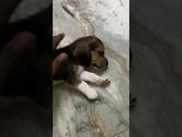 Begale Puppies Available - Contact +91 6385 715 959