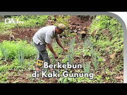 Asiknya Menanam Sayur di Kaki Gunung