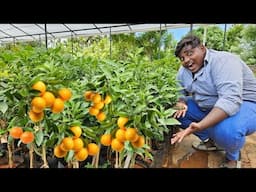 Tiny Orange Hunting|இவ்ளோ சின்ன ஆரஞ்சு பழம் சாப்பிட்டு இருக்கீங்களா|திருச்சூர் கேரளா|VFS|Suppu