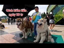 Chó đẹp, chó Alaska, chó thuần chủng , chó  đà lạt,