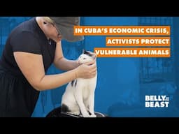 Hundreds of Stray Cats in Cuba Saved by Animal-Loving Volunteers