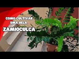 Como cultivar uma bela ZAMIOCULCA / Dicas de cultivo
