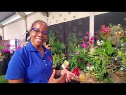 Sooo Spectacular!!  Newest Award winning AM/AOS JAMAICAN Orchid