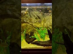 Turtles Hot to Go. Turtle Feeding Time. #turtletank #turtle #aquarium