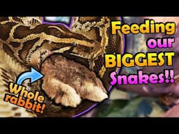 Feeding our Largest Snakes!
