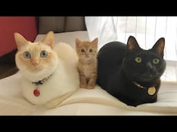 Gifting your cat a kitten: Their reactions are PRICELESS!