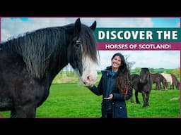 The Horses of Scotland | Shetland, Eriskay, Highland & Clydesdale |