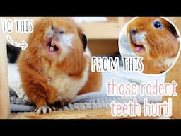 Vicious Guinea Pig Attack | & Lots of Wheeking