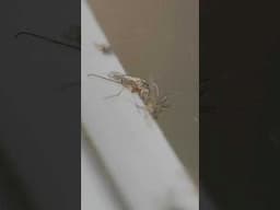 How to easily catch gnats #pests #bugs #problemsolved