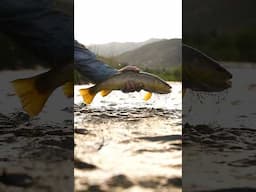 Golden hour, light drizzle, caddis dancing, and a gorgeous brown 😍 #flyfishing Cinematic goodness!